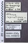 Etiketten zu Athous lepontinus (NHMW-ZOO-COL-0009010)